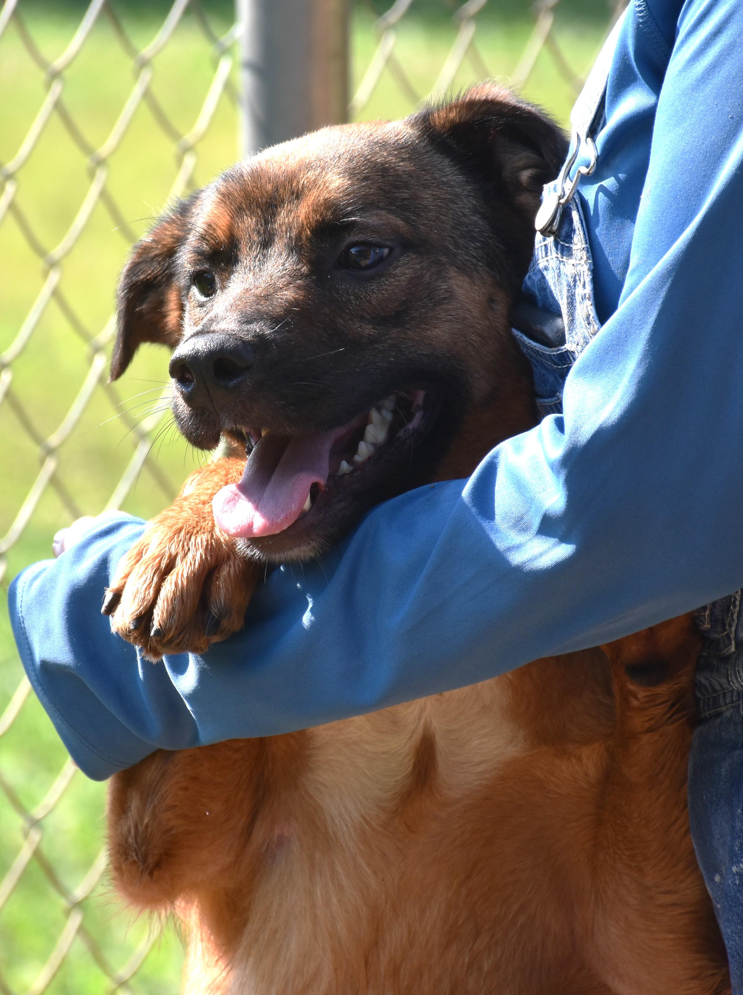 Enlarge Ruby, a Adoptable mixed breed in Wedowee, AL image 6/6