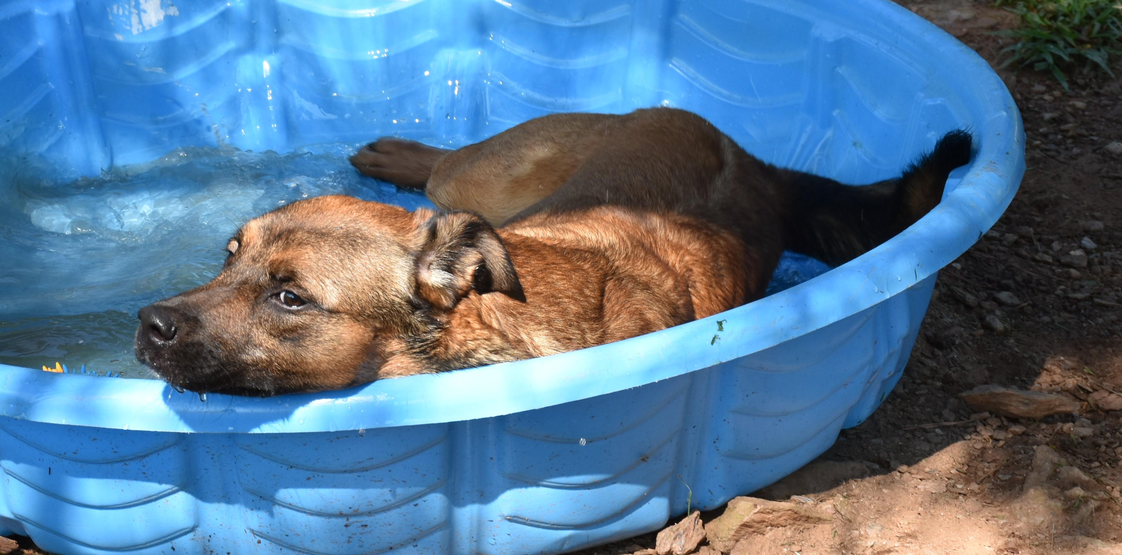 Enlarge Ruby, a Adoptable mixed breed in Wedowee, AL image 3/4