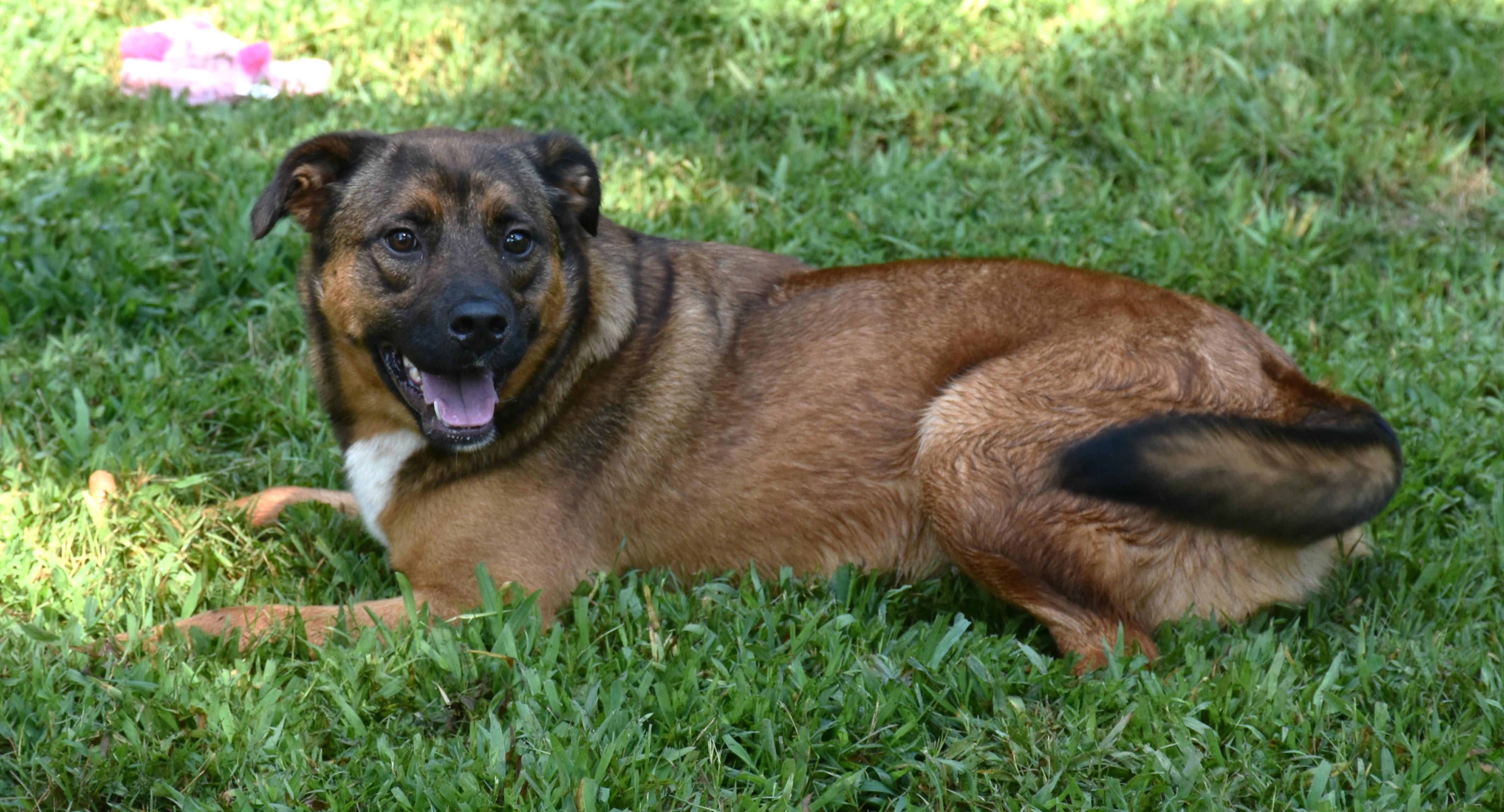 Enlarge Ruby, a Adoptable mixed breed in Wedowee, AL image 2/4