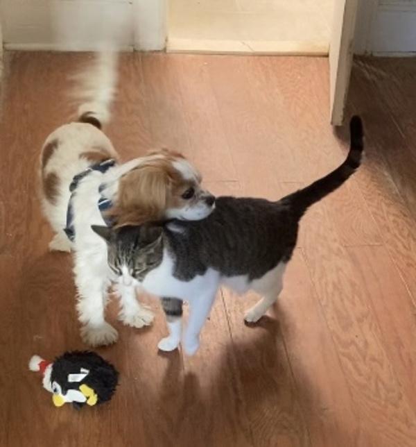 Enlarge Tabitha, a Adoptable mixed breed in New York, NY image 1/6