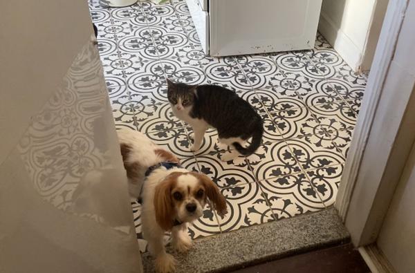 Enlarge Tabitha, a Adoptable mixed breed in New York, NY image 3/6