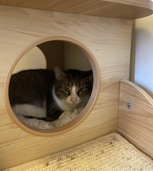 Tabitha — thumbnail 4