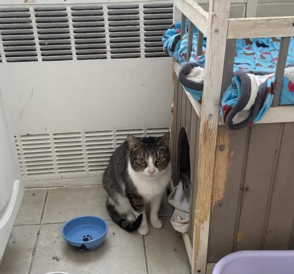 Tabitha — thumbnail 5