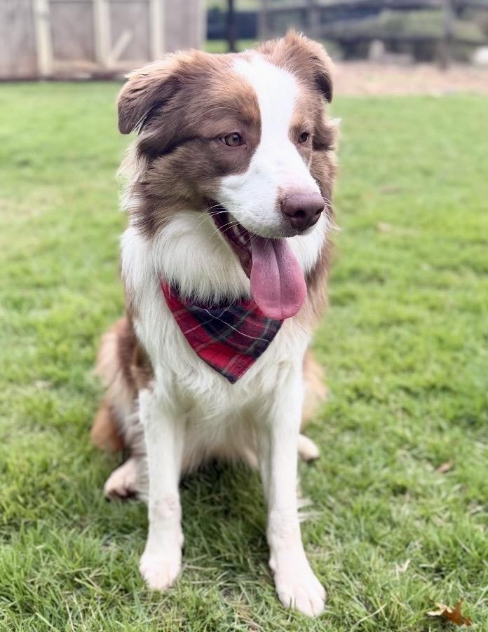 Enlarge Shelton, a Adoptable Australian Shepherd in Mendham, NJ image 2/4