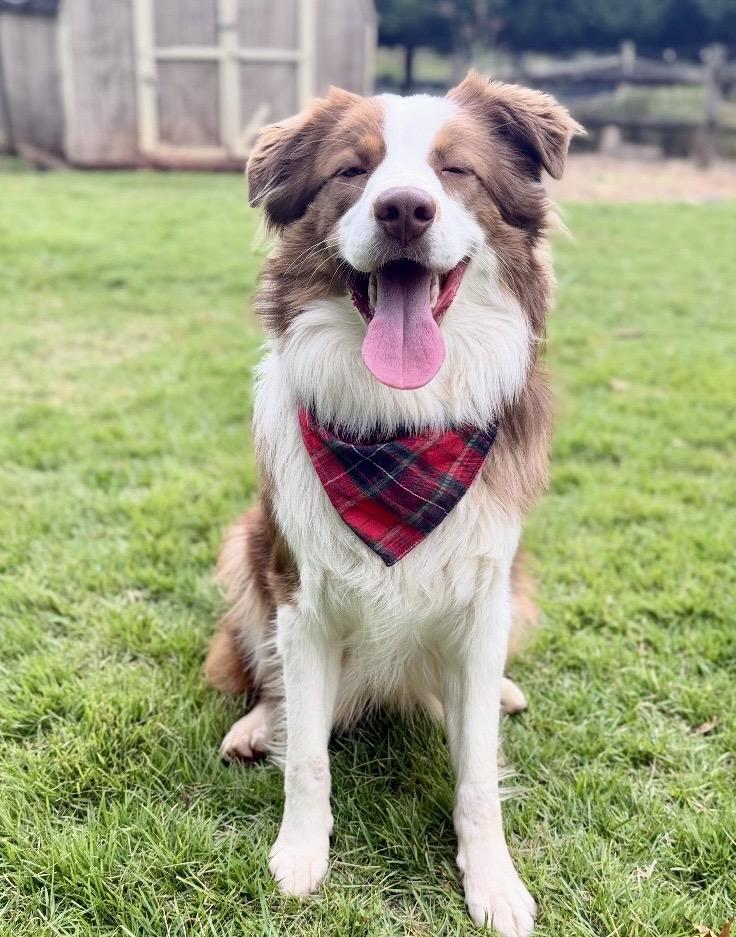 Shelton, Adoptable, Young Male Australian Shepherd.