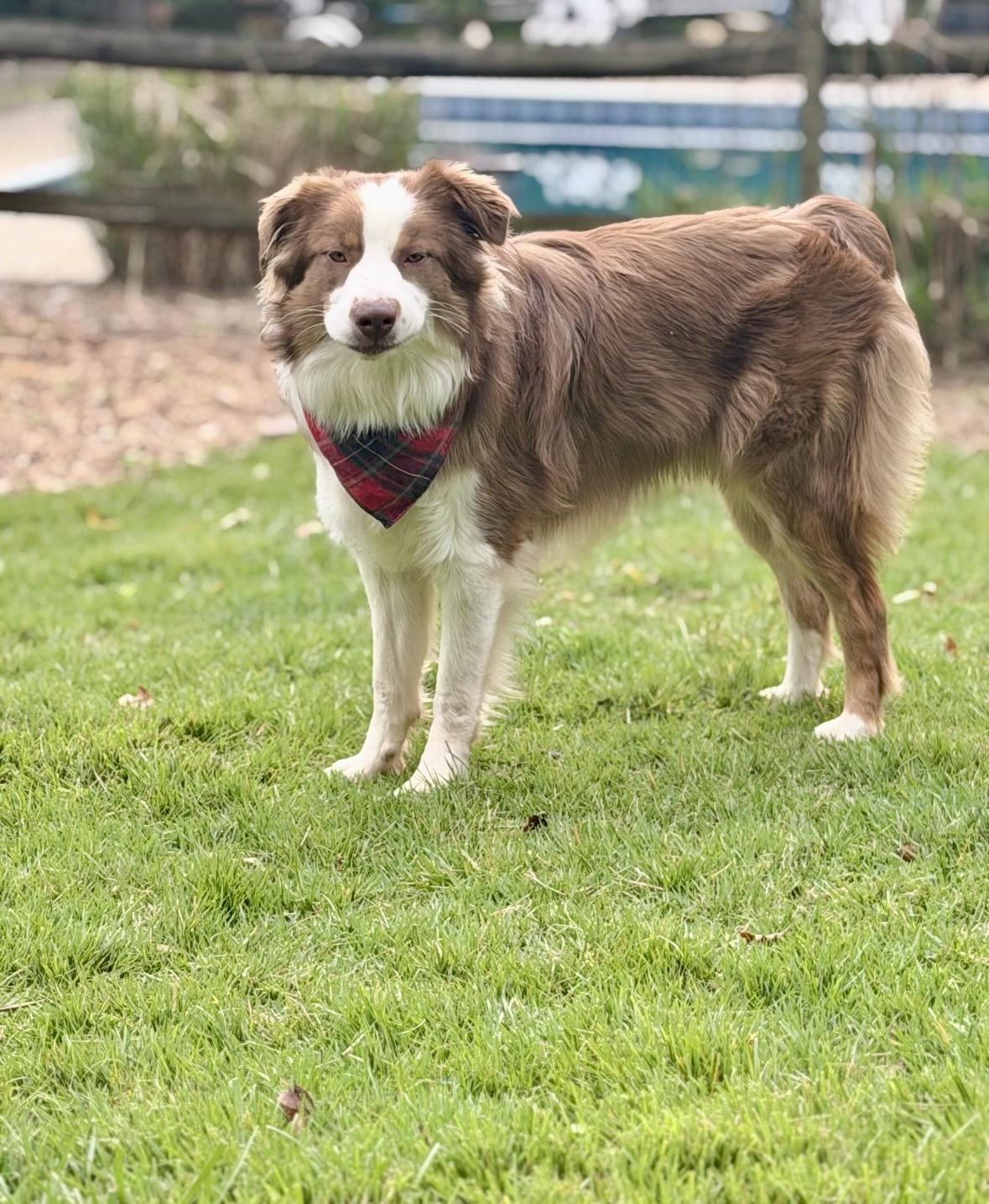Enlarge Shelton, a Adoptable Australian Shepherd in Mendham, NJ image 3/4