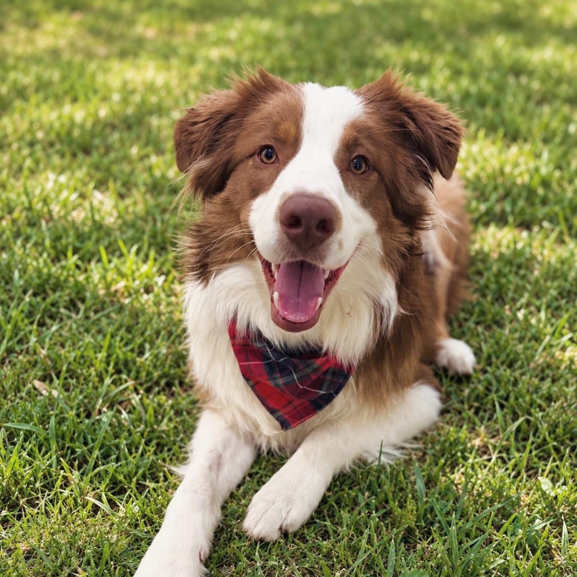 Enlarge Shelton, a Adoptable Australian Shepherd in Mendham, NJ image 1/5