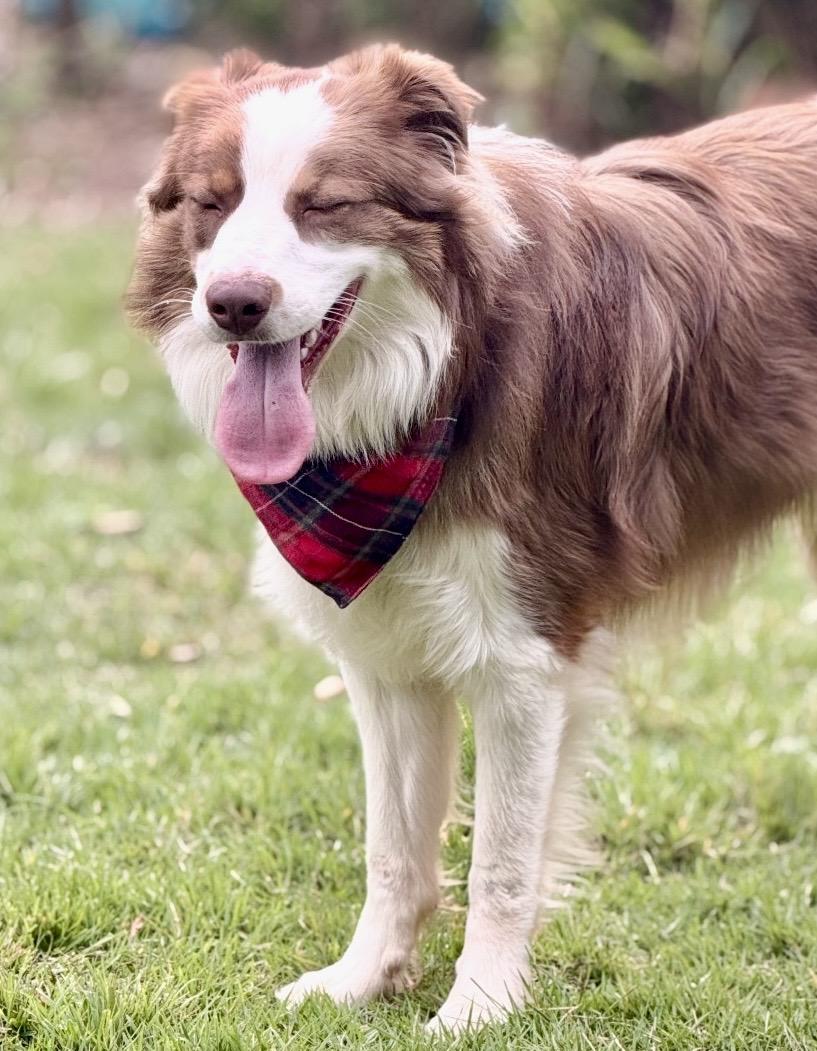 Enlarge Shelton, a Adoptable Australian Shepherd in Mendham, NJ image 4/4