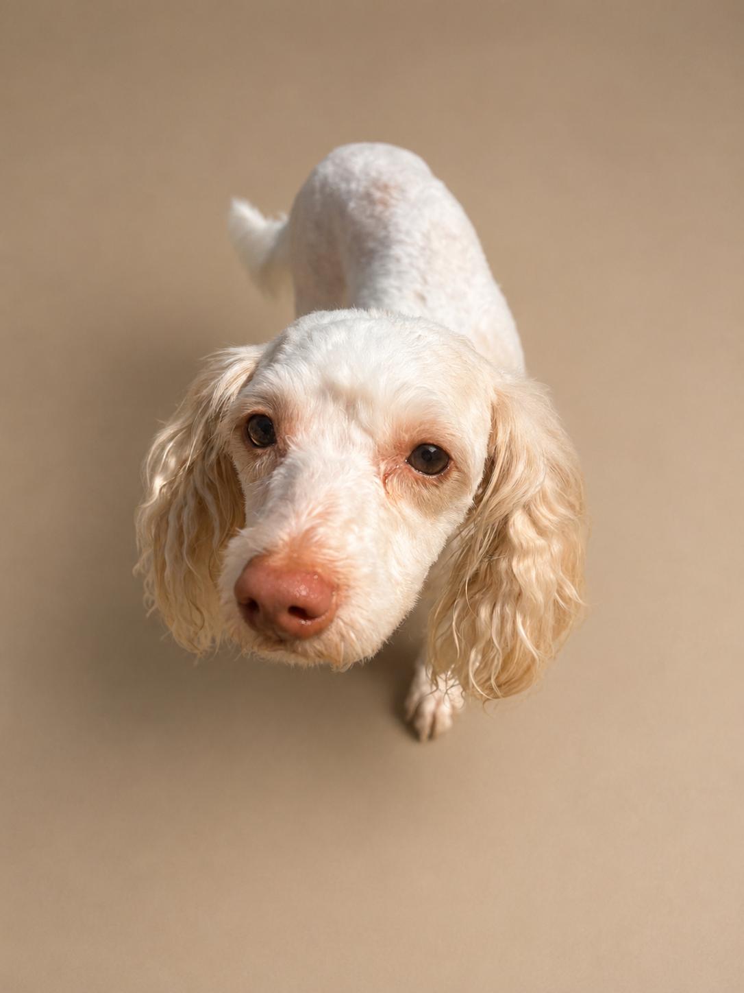 Enlarge Mayo, a Adoptable Miniature Poodle in Kansas City, MO image 1/1