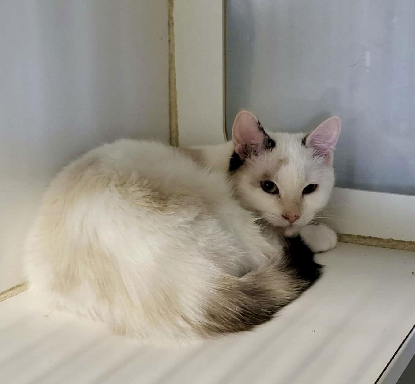 Minerva — thumbnail 3