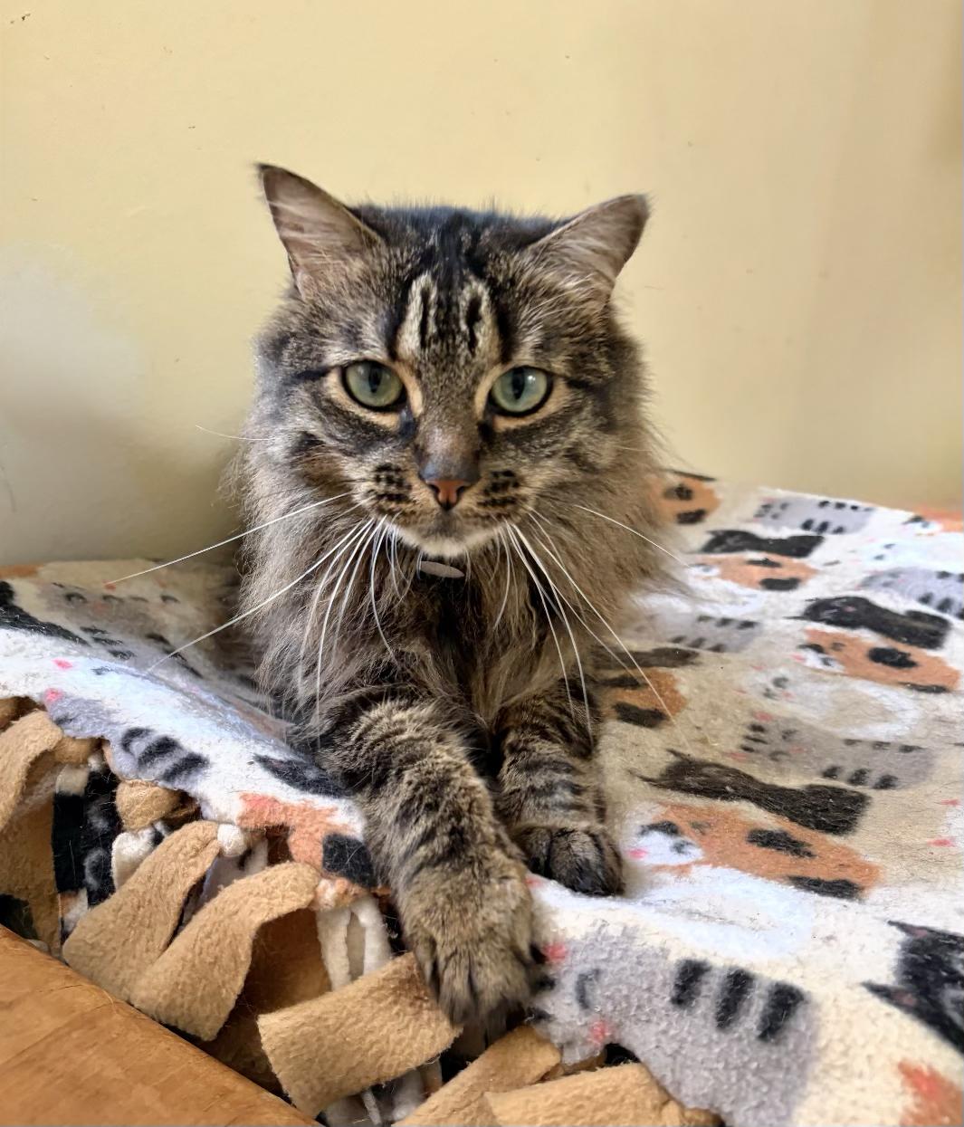 Marie, ADOPTABLE, Adult Female Domestic Long Hair & Maine Coon.