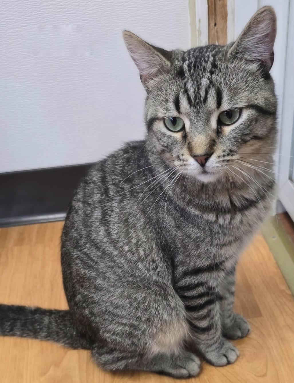 Enlarge Cookie, a ADOPTABLE Domestic Short Hair in Mauston, WI image 2/2
