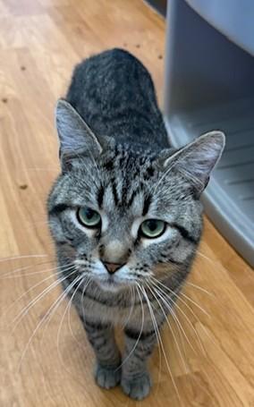 Cookie, ADOPTABLE, Adult Male Domestic Short Hair.