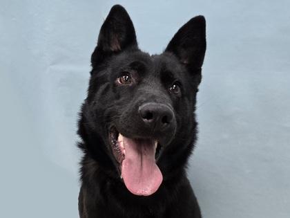 Lily, Adoptable, Adult Female Belgian Shepherd / Malinois & Mixed Breed.