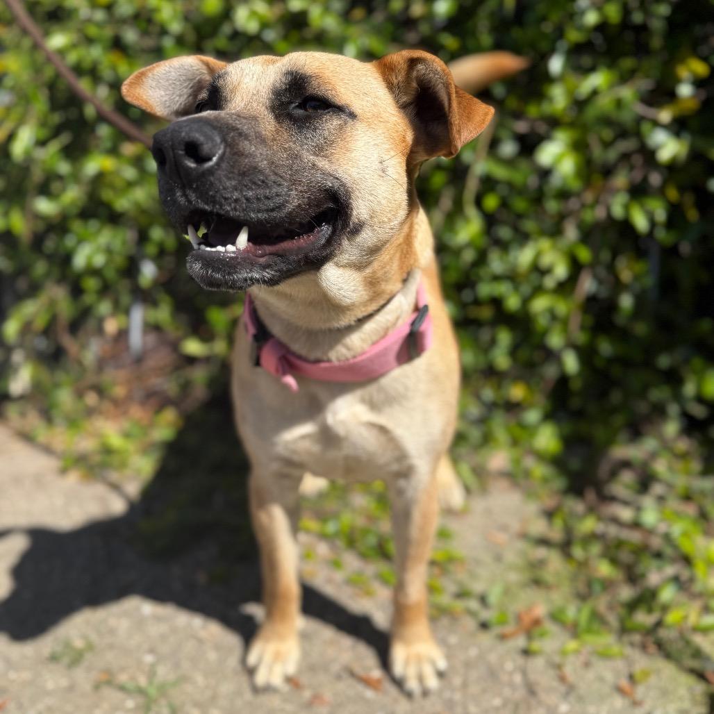 Cindy Lou, Adoptable, Young Female American Staffordshire Terrier & Shepherd.