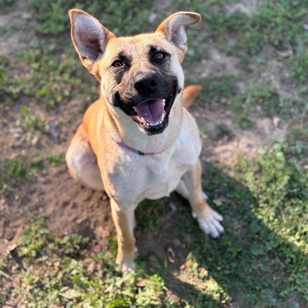 Enlarge Cindy Lou, a Adoptable mixed breed in Santa Barbara, CA image 2/6