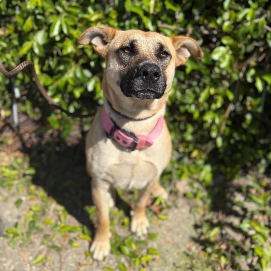 Enlarge Cindy Lou, a Adoptable mixed breed in Santa Barbara, CA image 3/6
