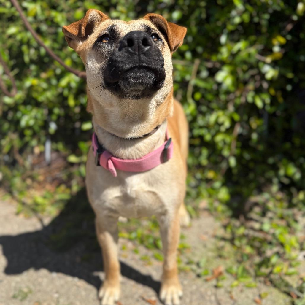 Enlarge Cindy Lou, a Adoptable mixed breed in Santa Barbara, CA image 4/6