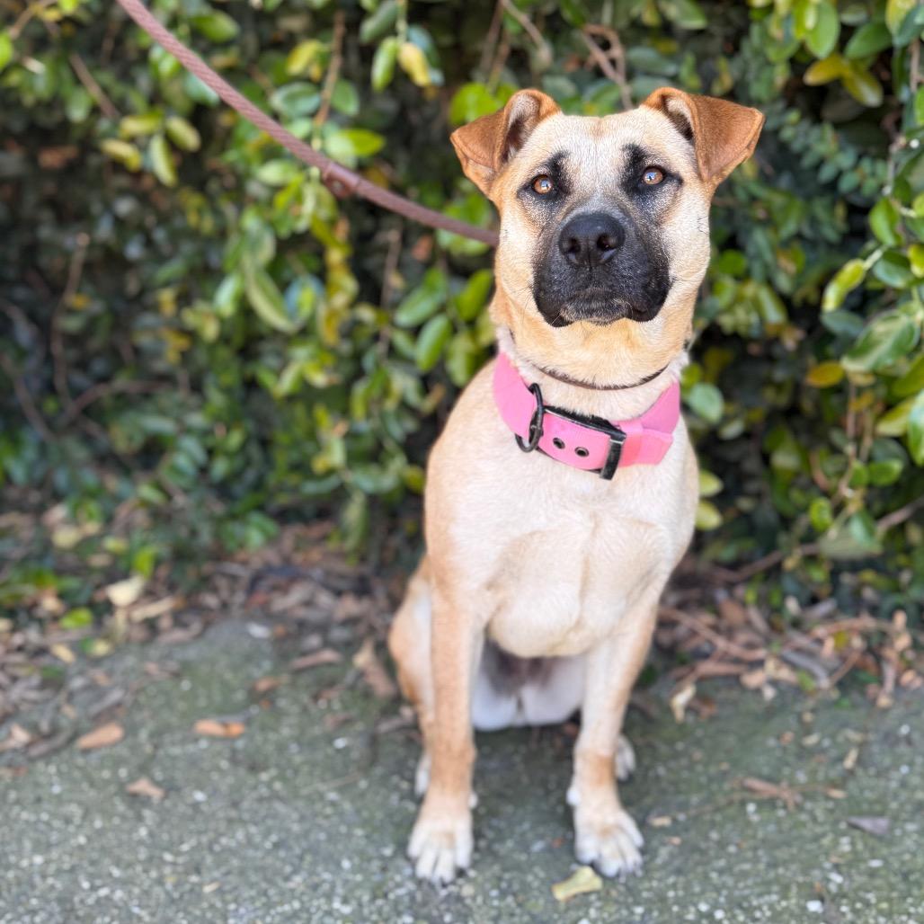 Enlarge Cindy Lou, a Adoptable mixed breed in Santa Barbara, CA image 5/6