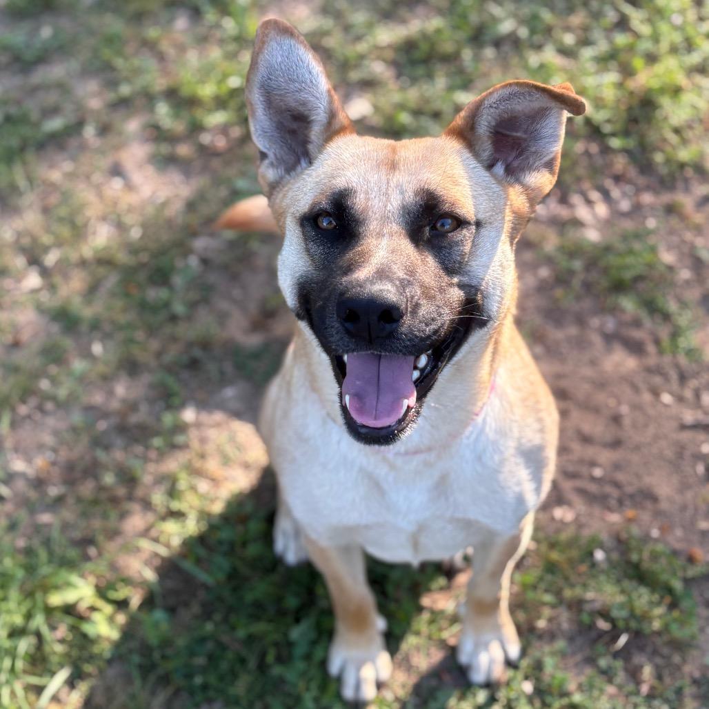 Enlarge Cindy Lou, a Adoptable mixed breed in Santa Barbara, CA image 6/6