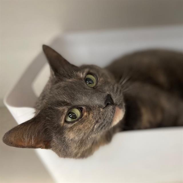Enlarge PUTT PUTT, a Adoptable Domestic Short Hair in Aurora, CO image 1/1