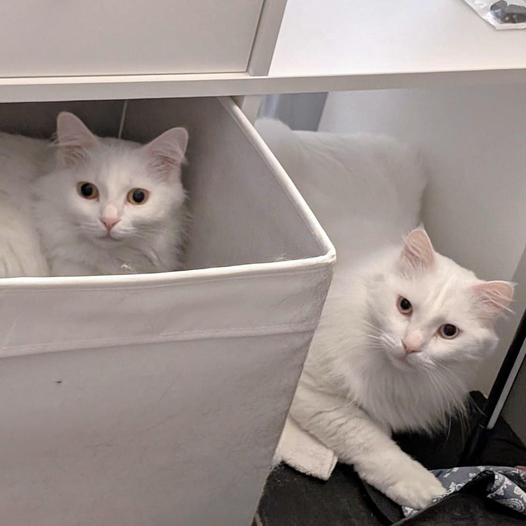 Enlarge Silver and Velvet bonded siblings - foster to adopt, a Adoptable Turkish Angora in Mississauga, ON image 5/6