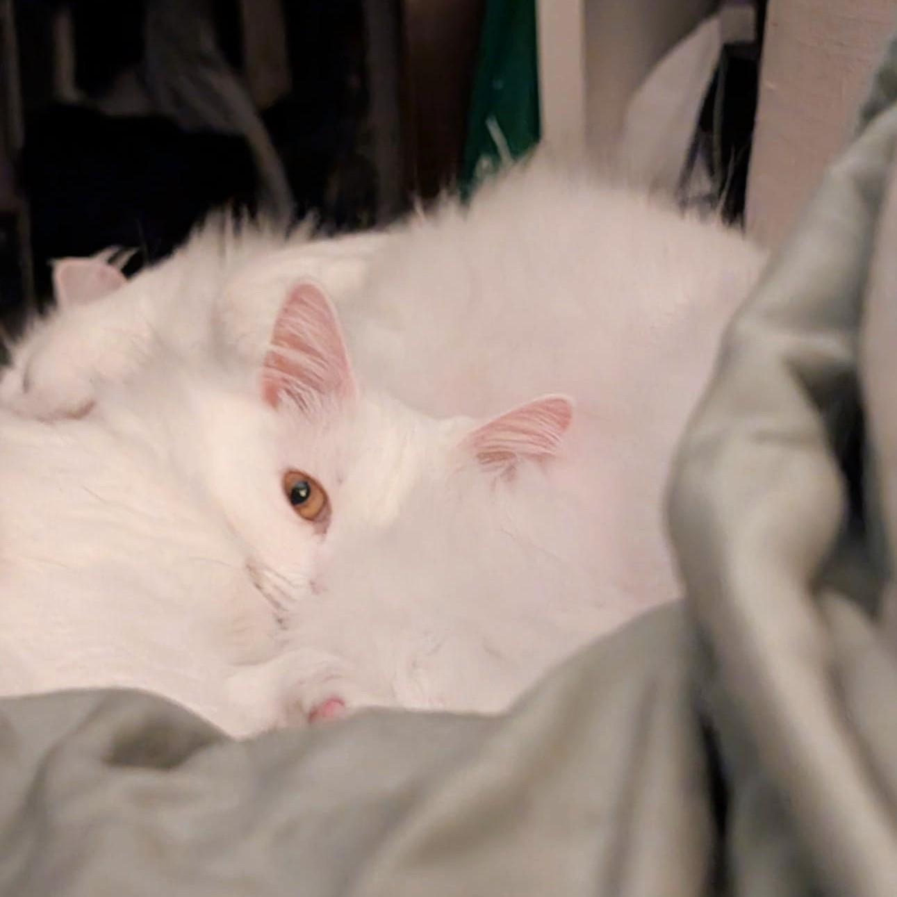 Enlarge Silver and Velvet bonded siblings - foster to adopt, a Adoptable Turkish Angora in Mississauga, ON image 6/6