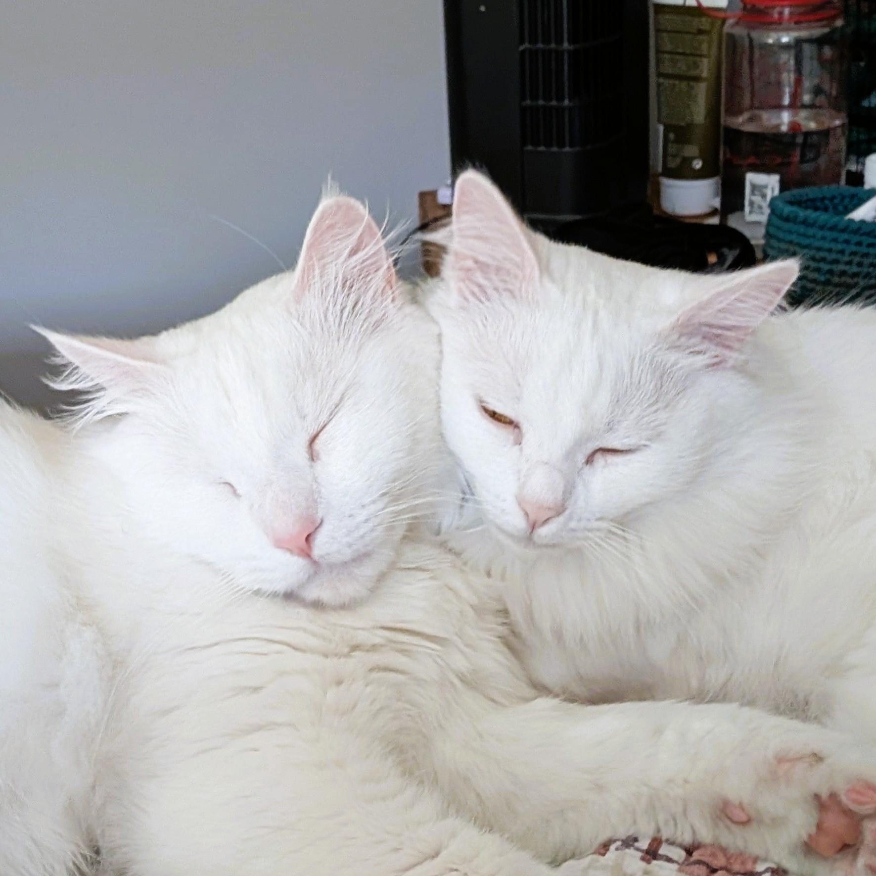 Enlarge Silver and Velvet bonded siblings - foster to adopt, a Adoptable Turkish Angora in Mississauga, ON image 4/6