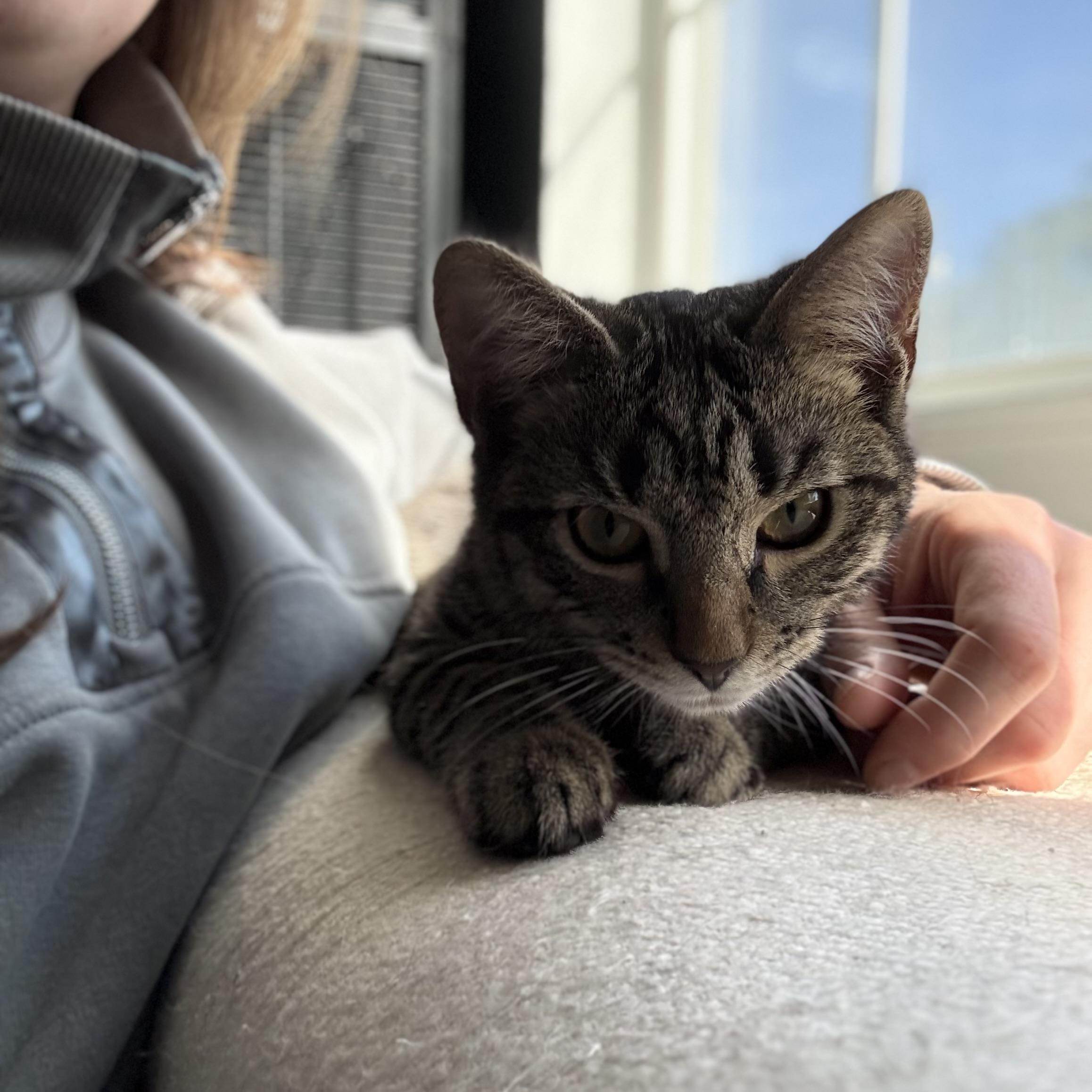 Enlarge Romeo, a Adopted mixed breed in Milton, FL image 4/6