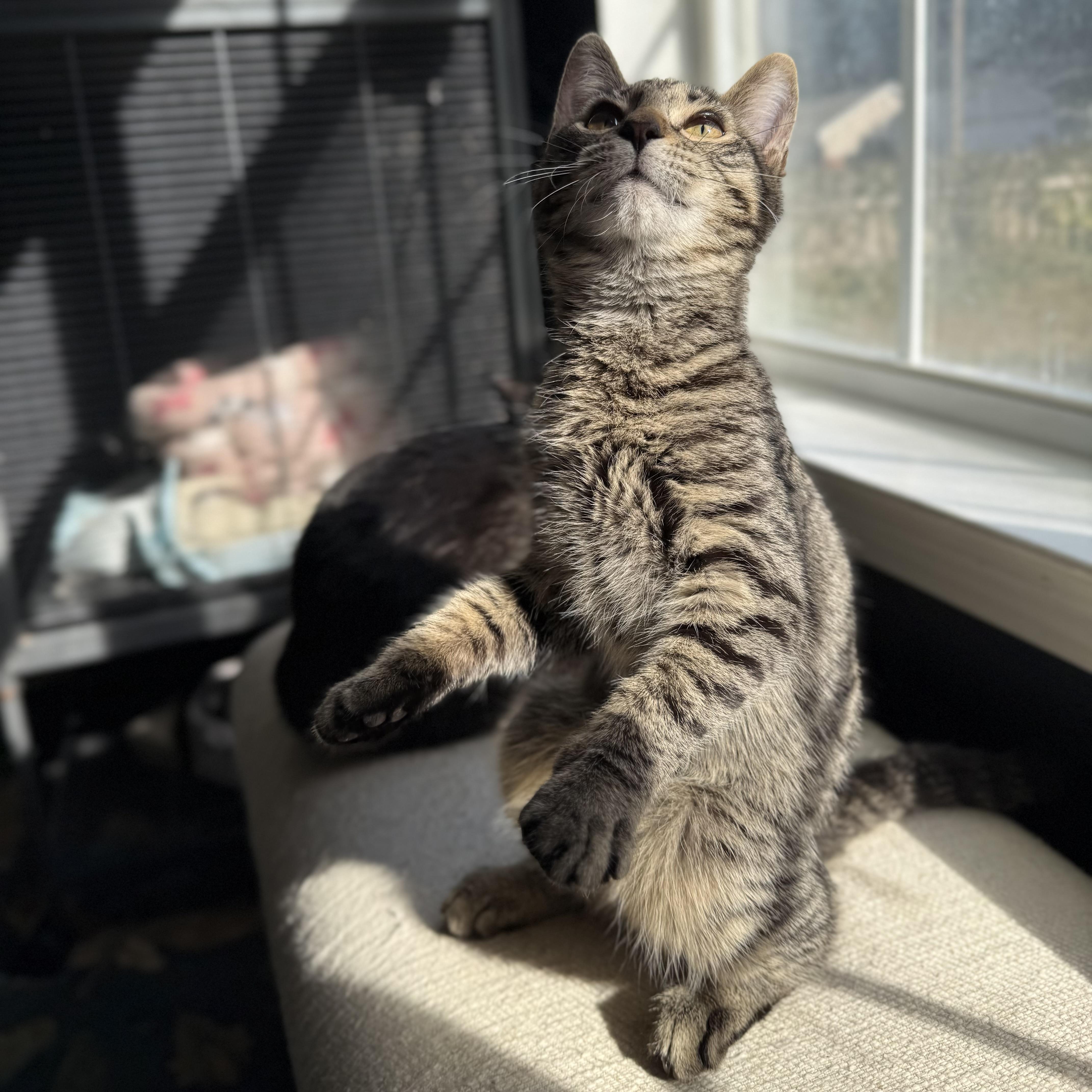 Enlarge Romeo, a Adopted mixed breed in Milton, FL image 2/6