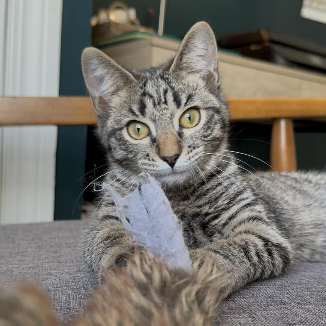 Enlarge Romeo, a Adopted mixed breed in Milton, FL image 6/6