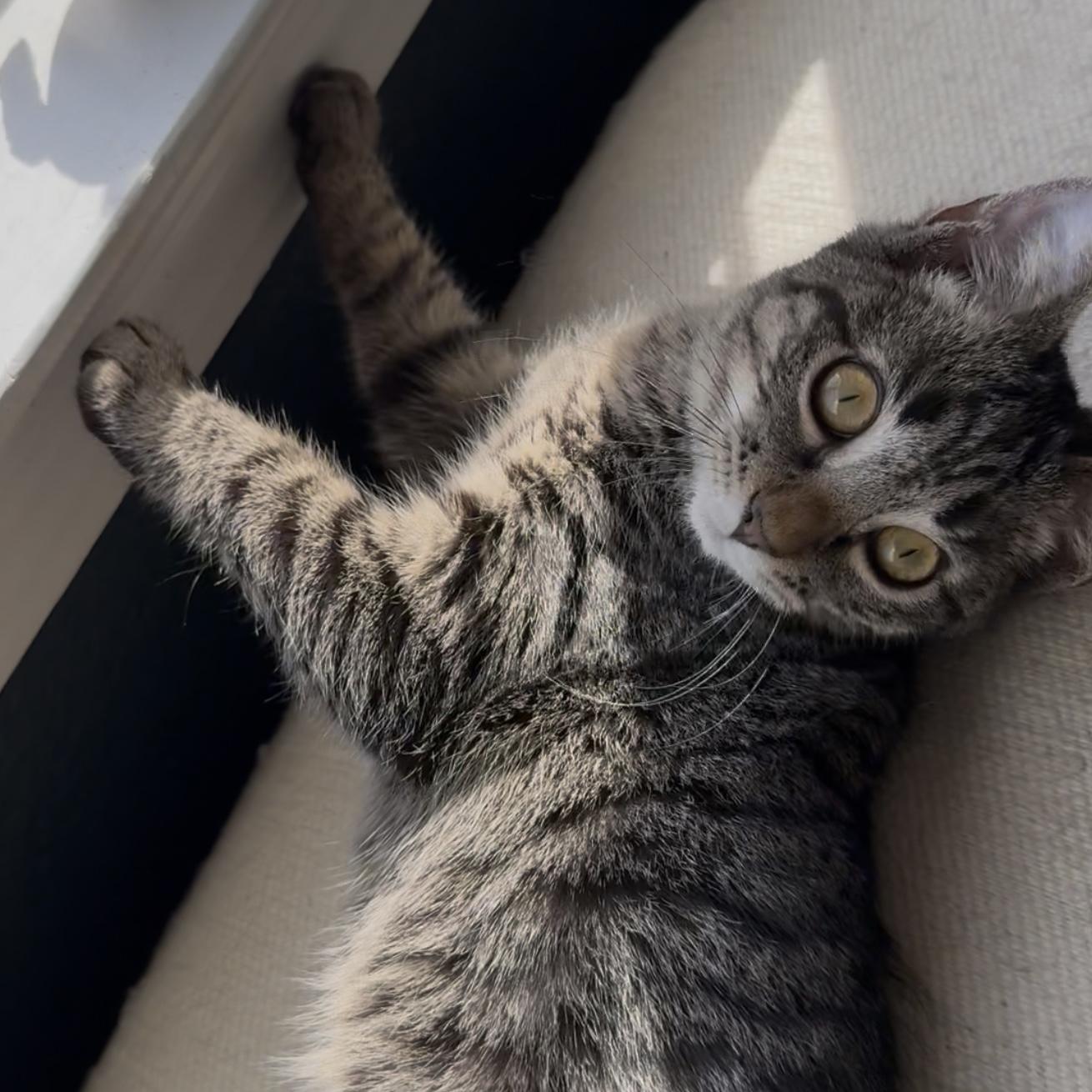 Romeo, Adopted, Kitten Male Domestic Short Hair & Manx.