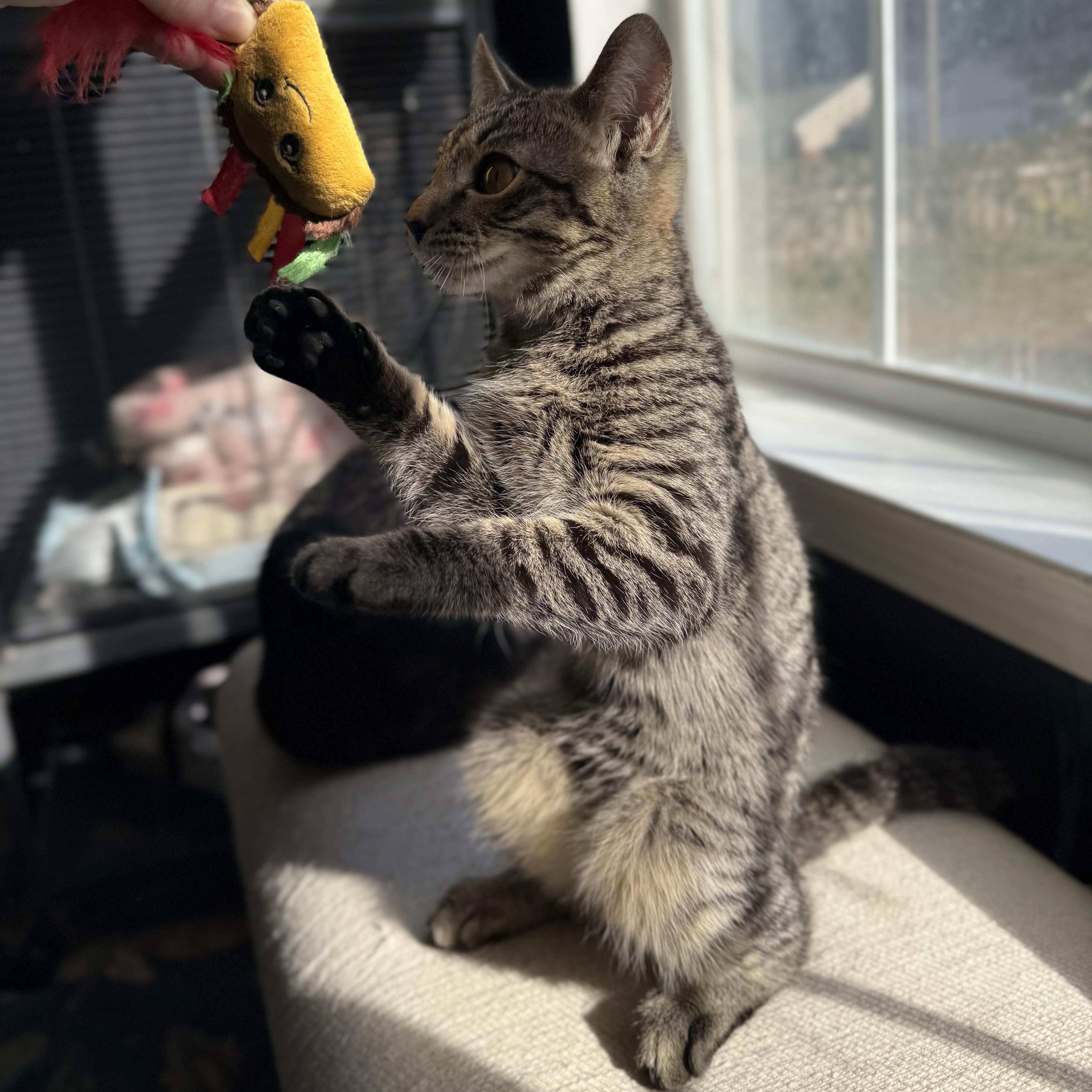 Enlarge Romeo, a Adopted mixed breed in Milton, FL image 5/6