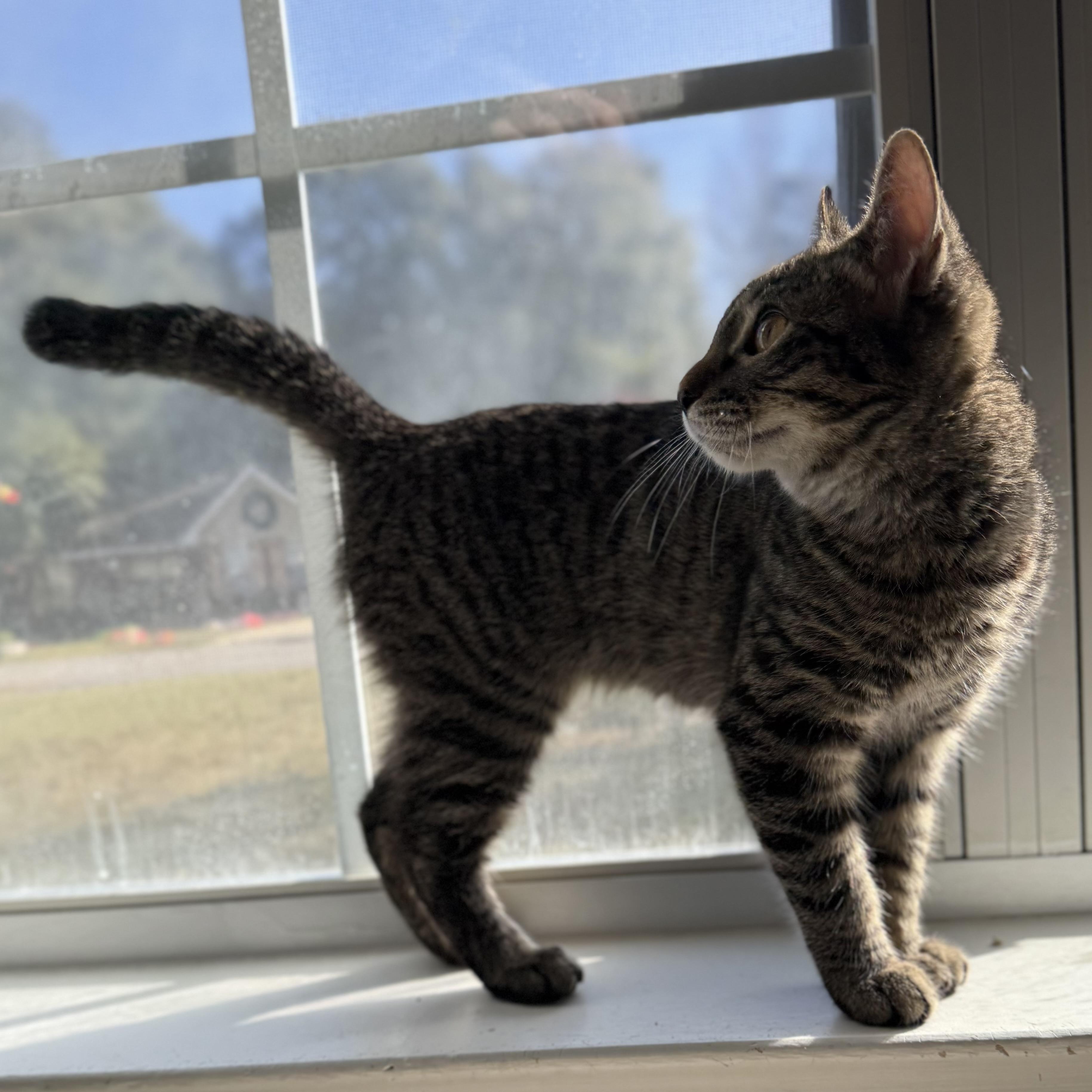 Enlarge Romeo, a Adopted mixed breed in Milton, FL image 3/6