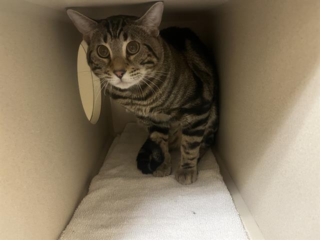 Enlarge LEONARDO HAMATO, a Adoptable Domestic Short Hair in Denver, CO image 1/1