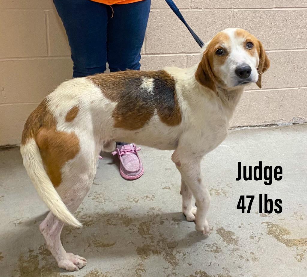 Judge, Adoptable, Adult Male Hound.
