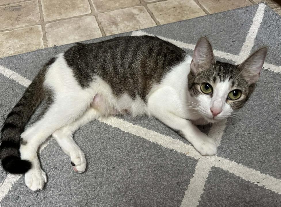 Catane, Adoptable, Young Female Domestic Short Hair.