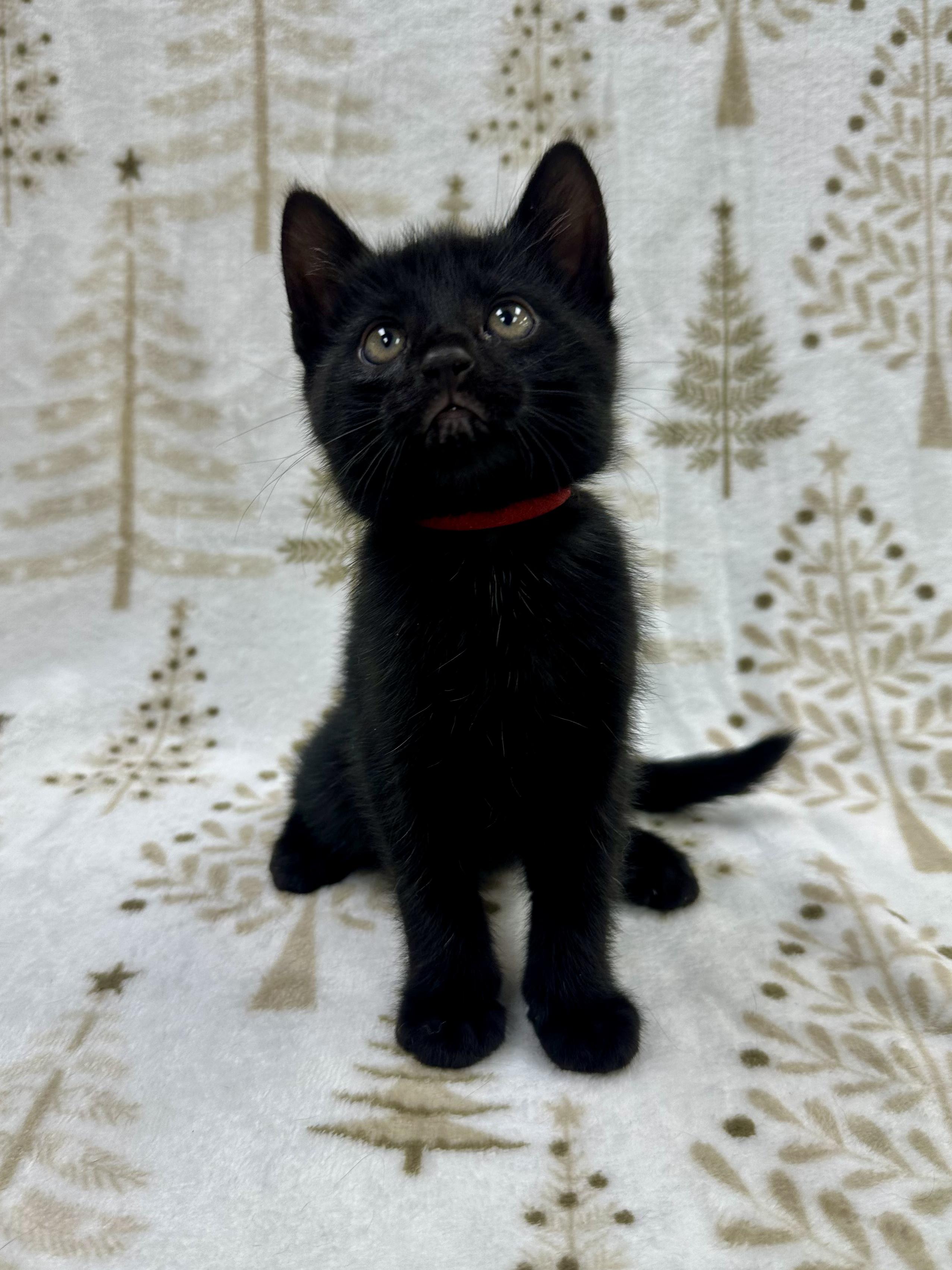 Raphael, Adoptable, Kitten Male Domestic Short Hair.