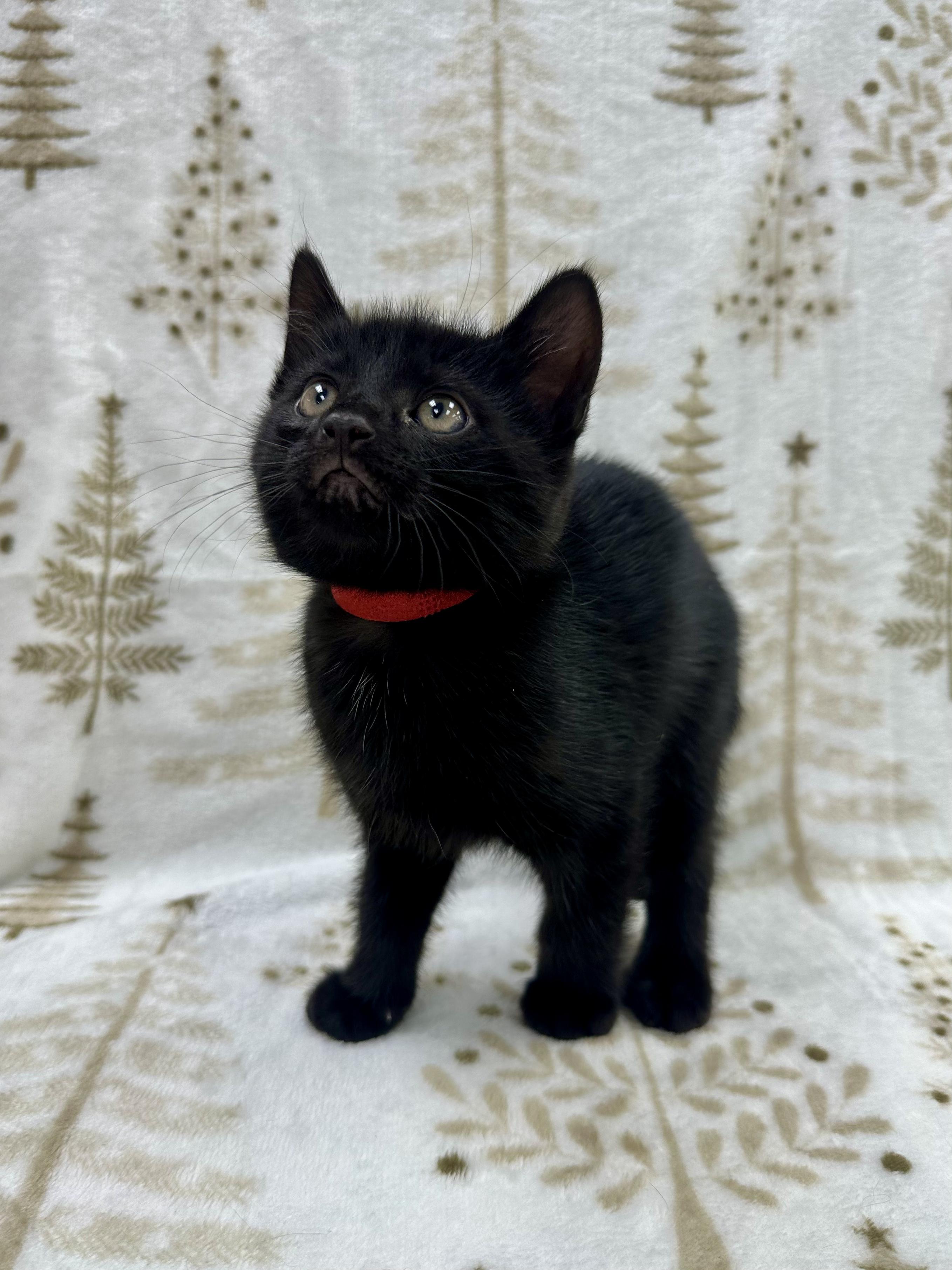 Raphael, a Adoptable Domestic Short Hair in Columbus, OH image 2/6