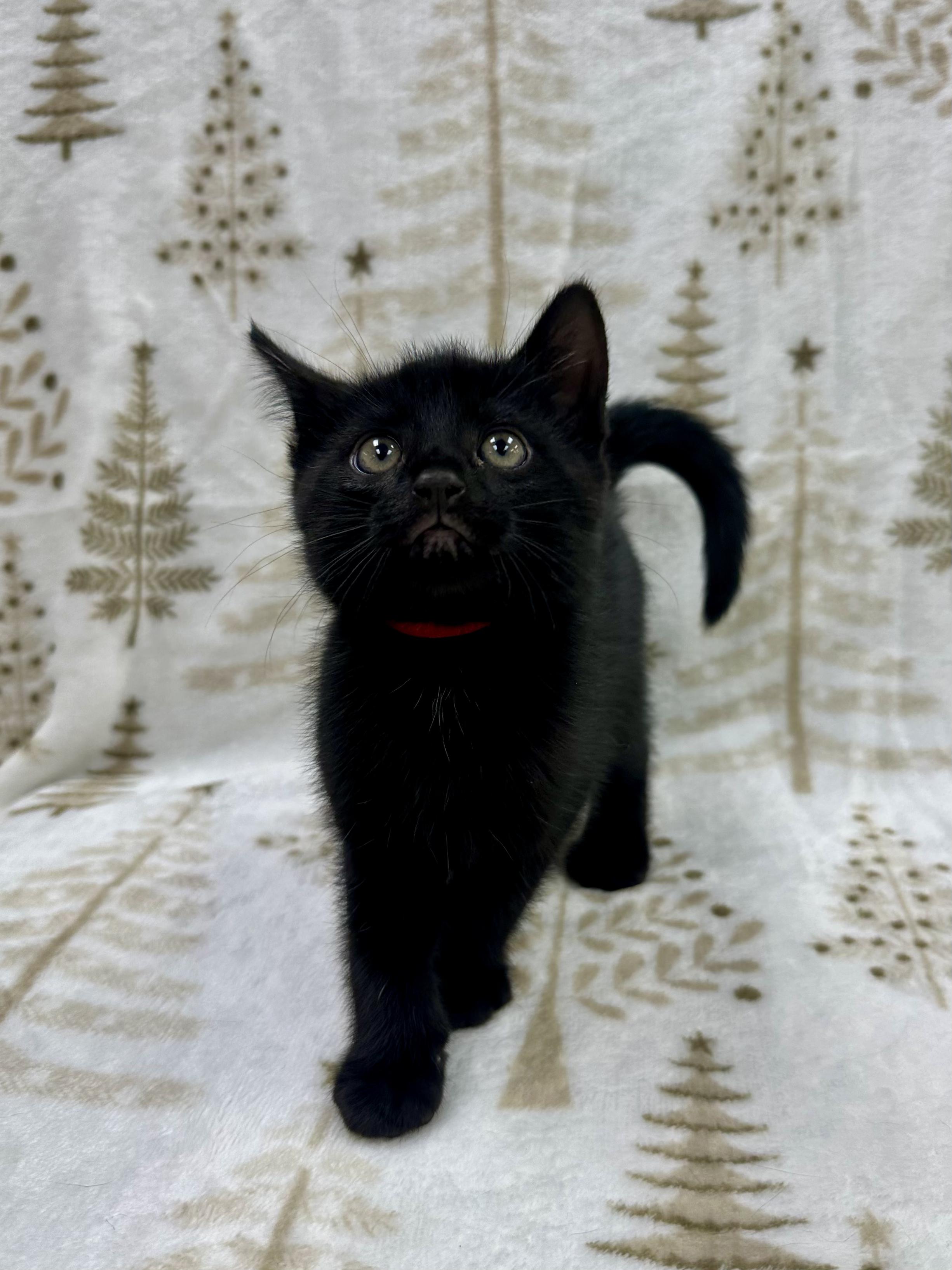 Raphael, a Adoptable Domestic Short Hair in Columbus, OH image 3/6