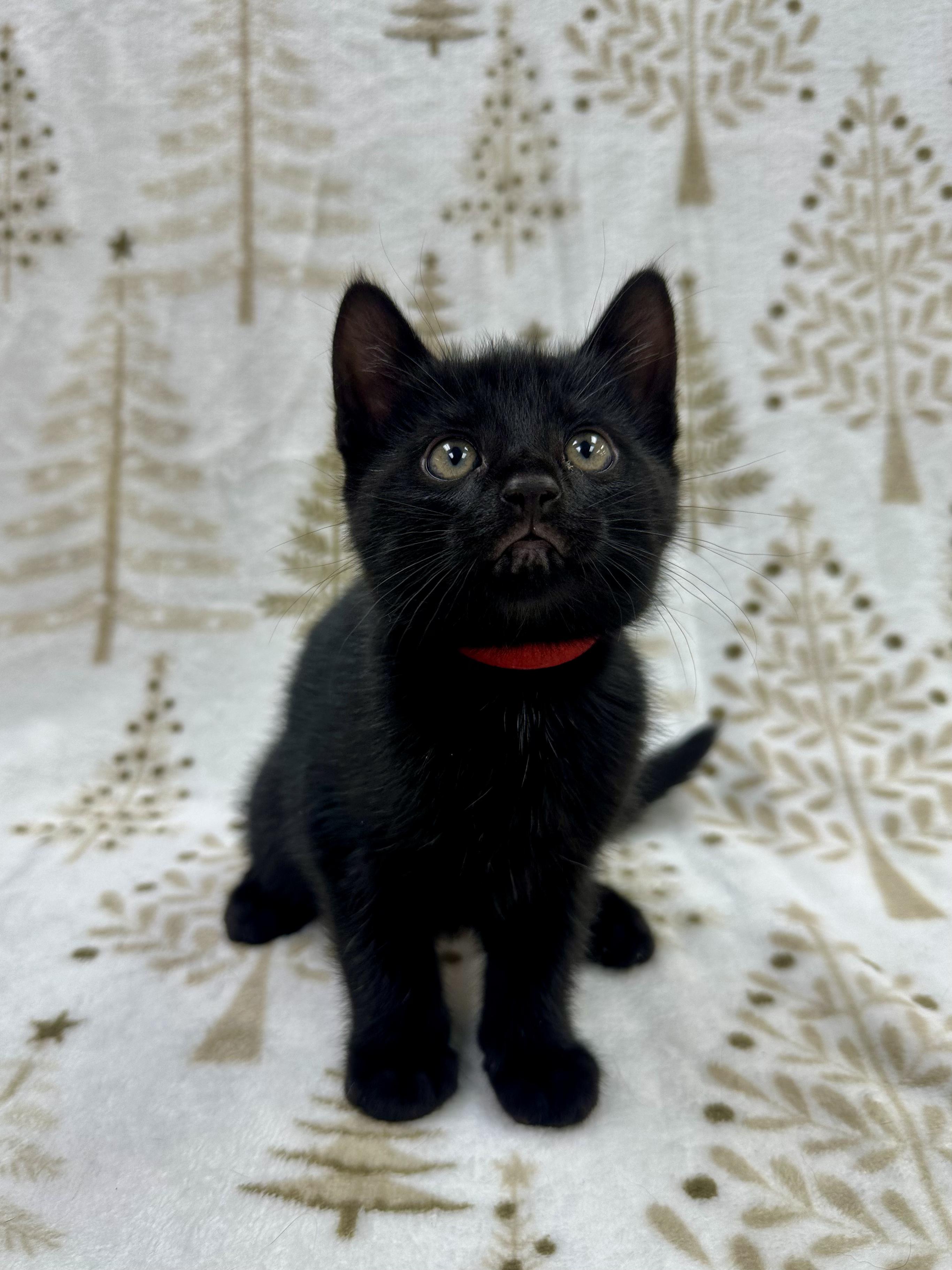 Raphael, a Adoptable Domestic Short Hair in Columbus, OH image 4/6