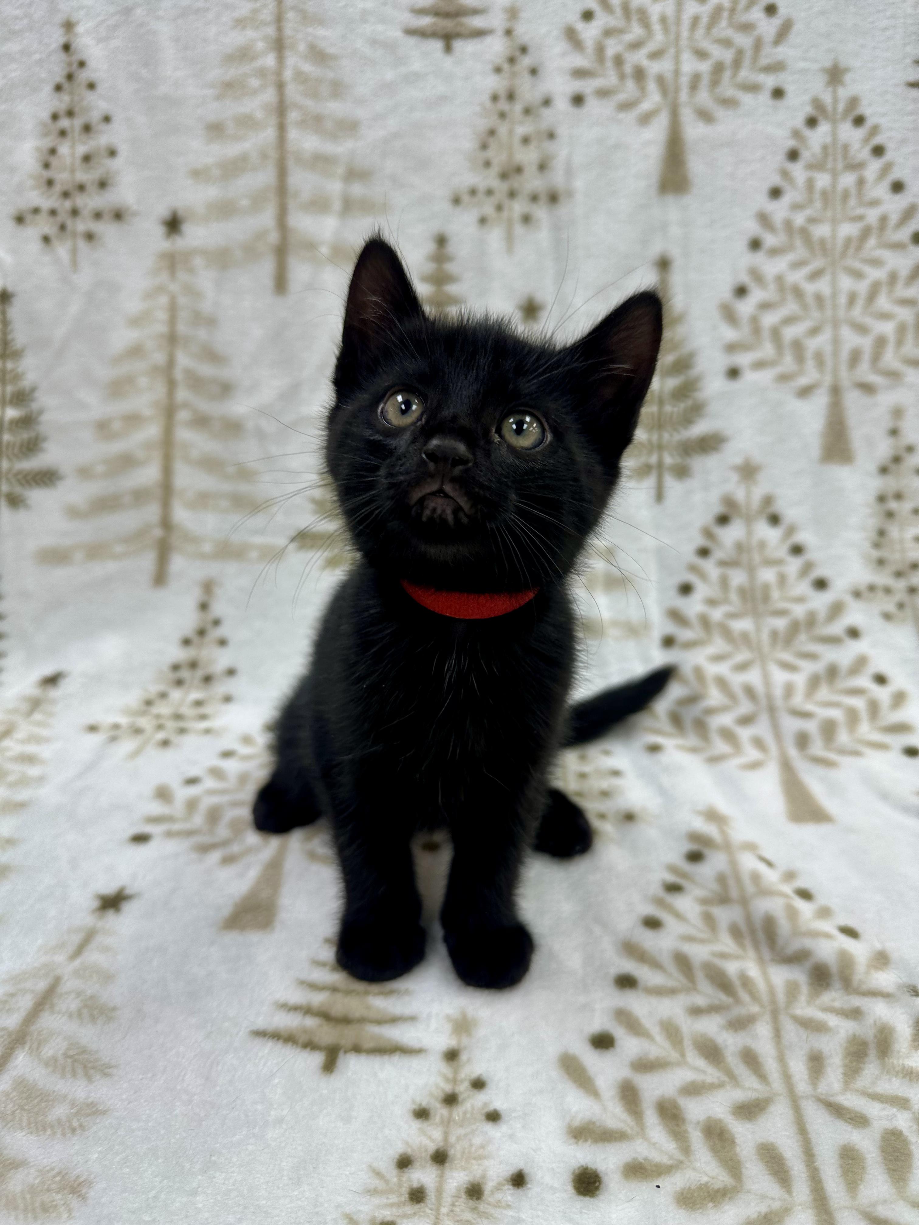 Raphael, a Adoptable Domestic Short Hair in Columbus, OH image 5/6