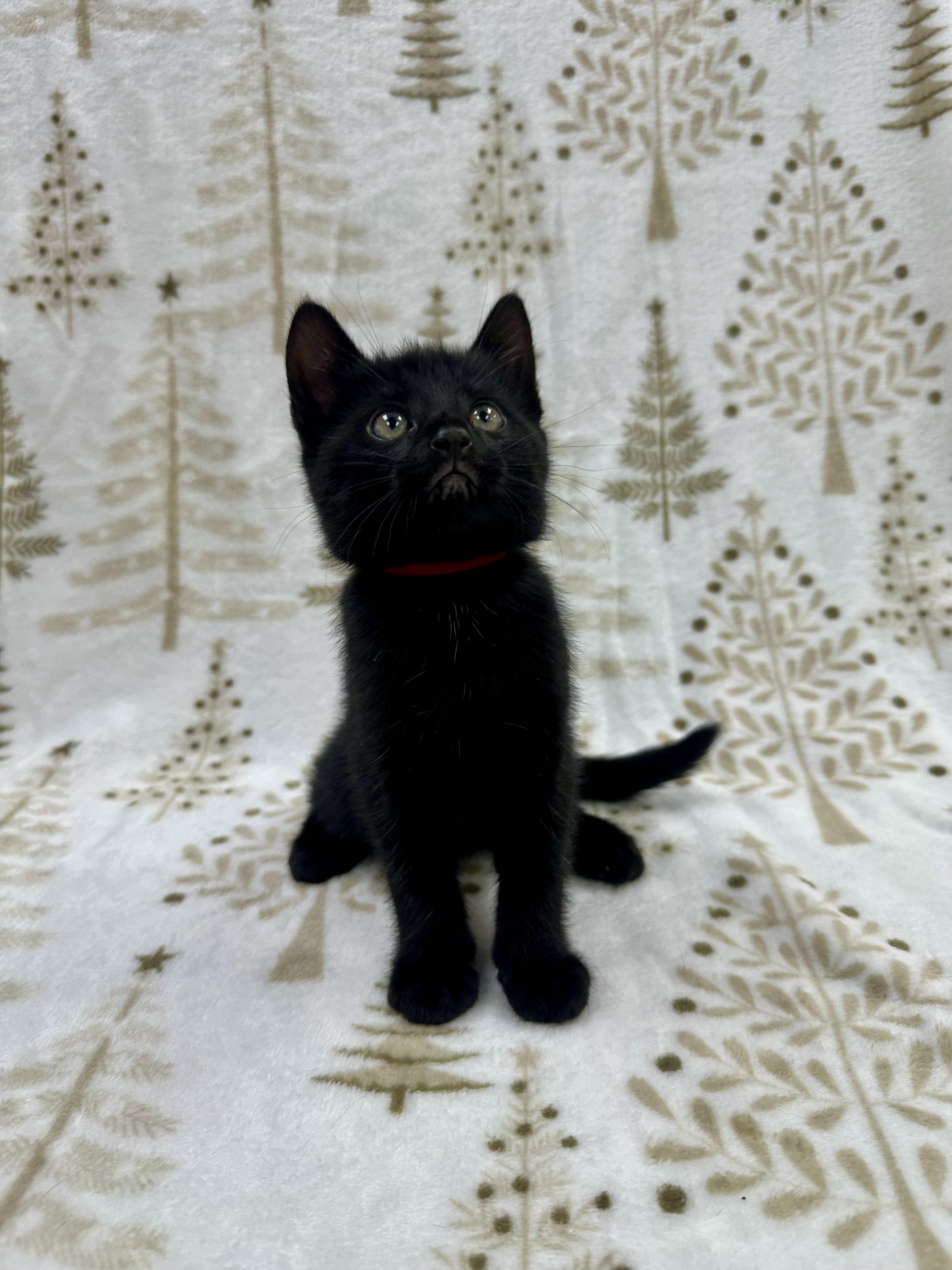 Raphael, a Adoptable Domestic Short Hair in Columbus, OH image 6/6