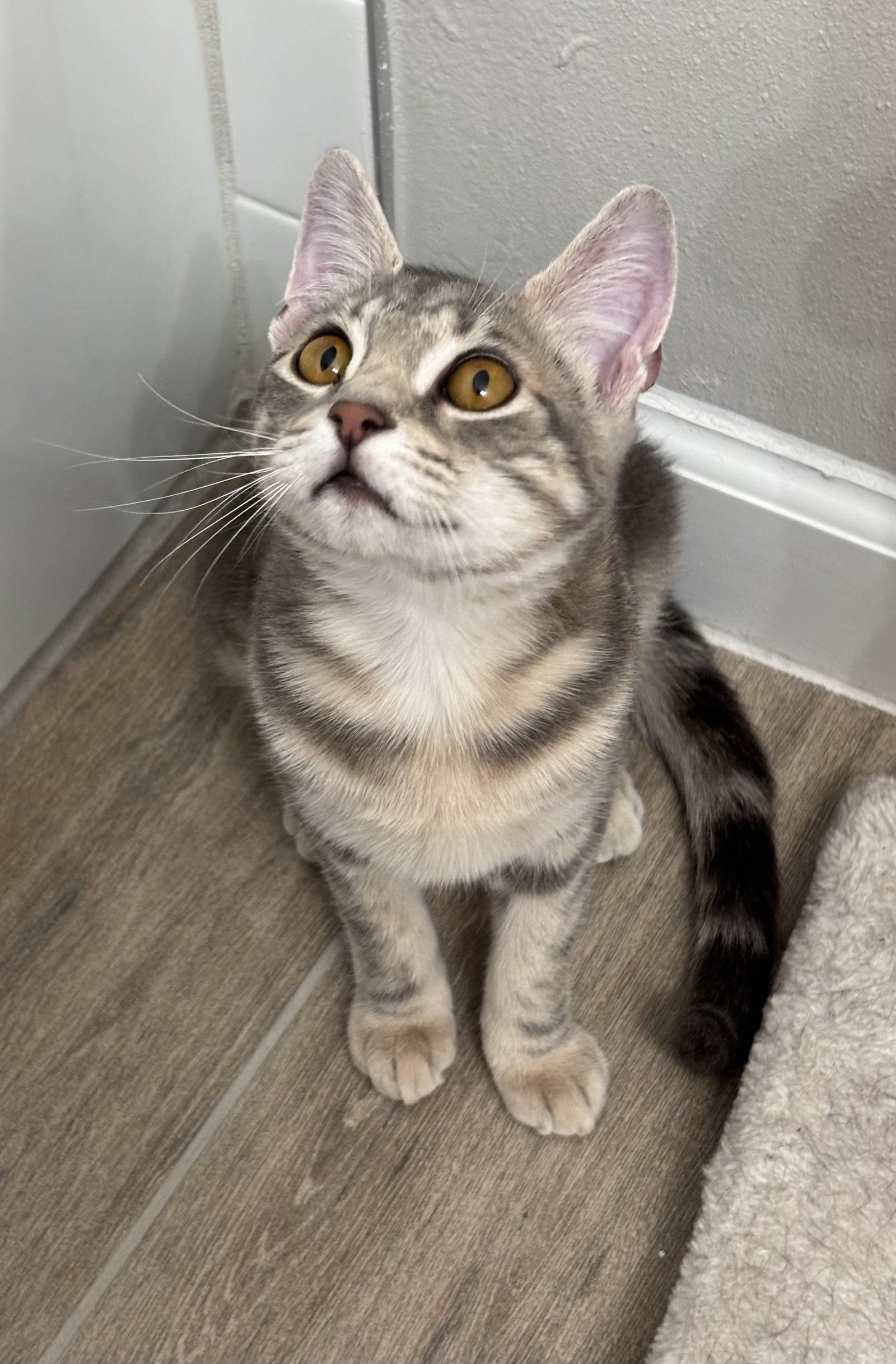 Dusk, Adopted, Young Female American Shorthair.