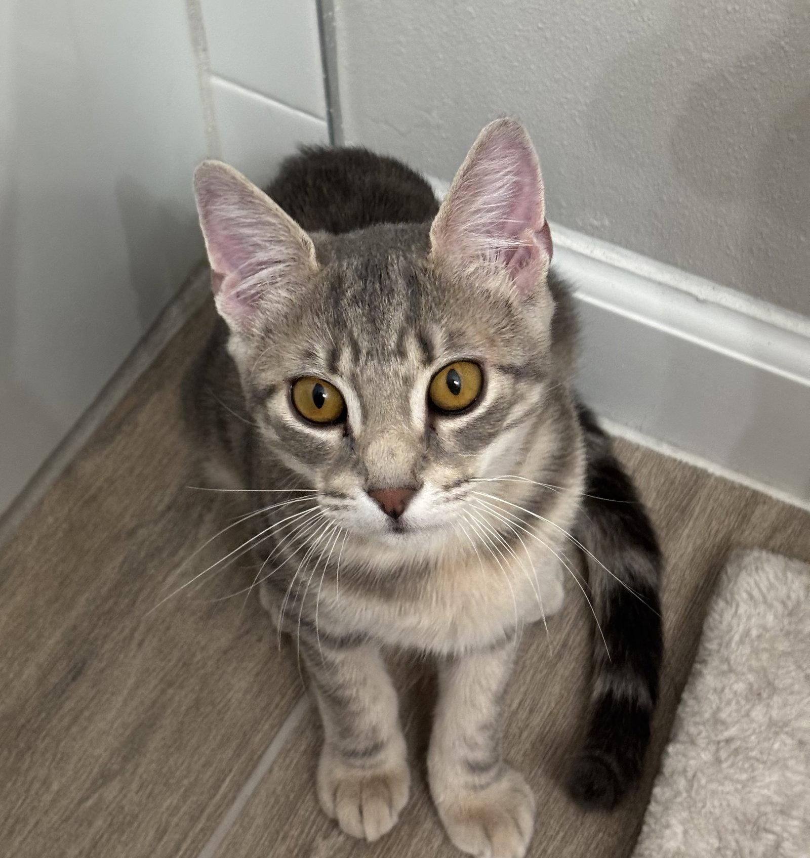 Enlarge Dusk, a Adopted American Shorthair in Longwood, FL image 3/3