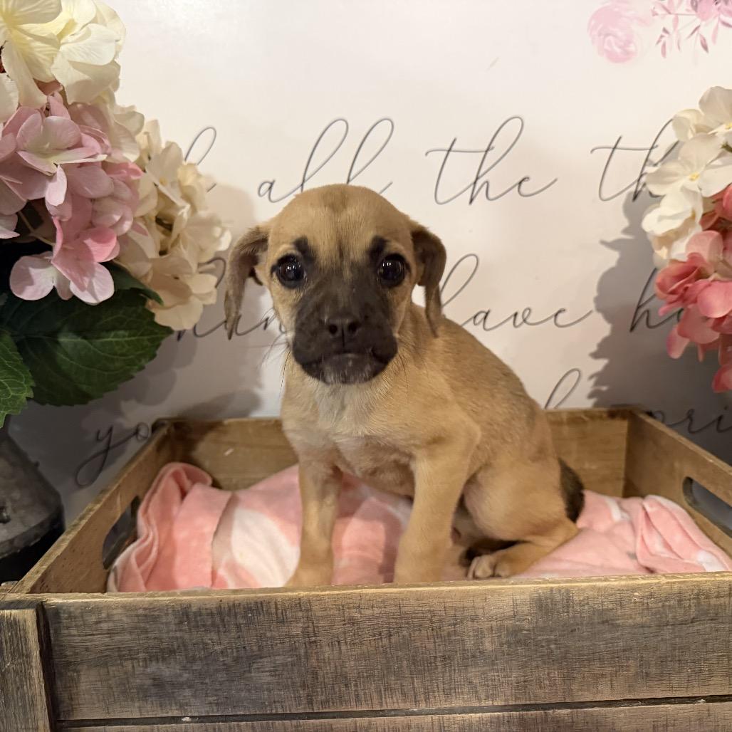 Alana, Adoptable, Puppy Female Pug & Chihuahua.
