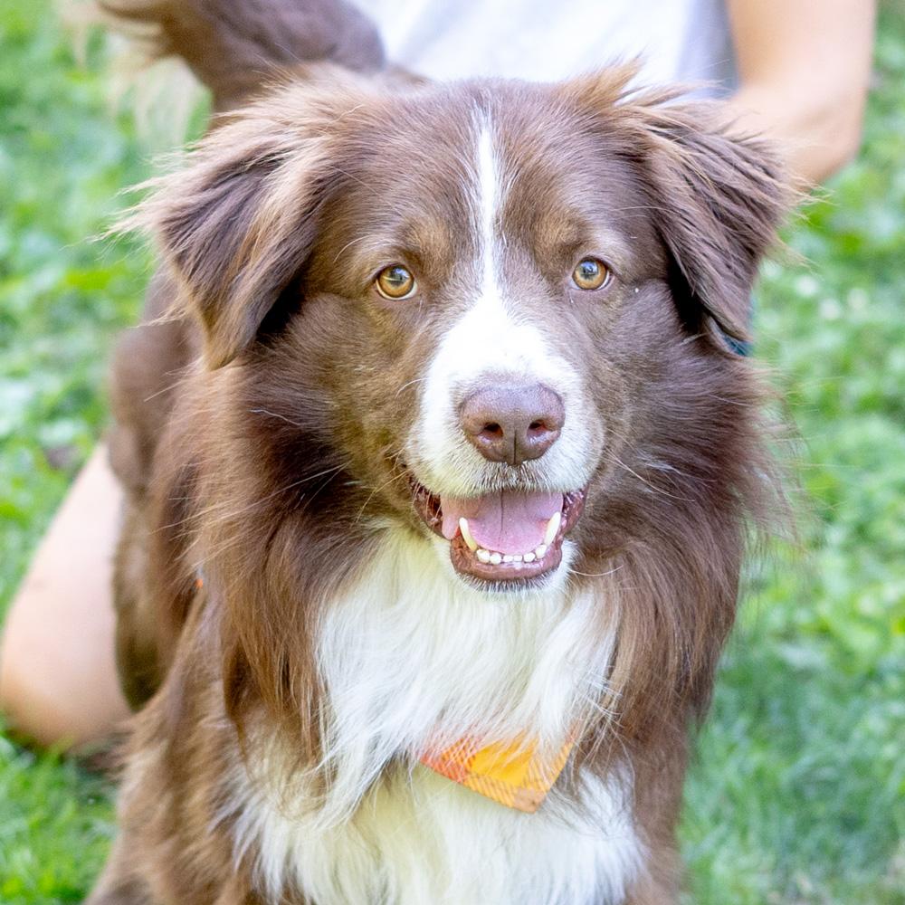 Clifford  (Male)    Avail  9/20