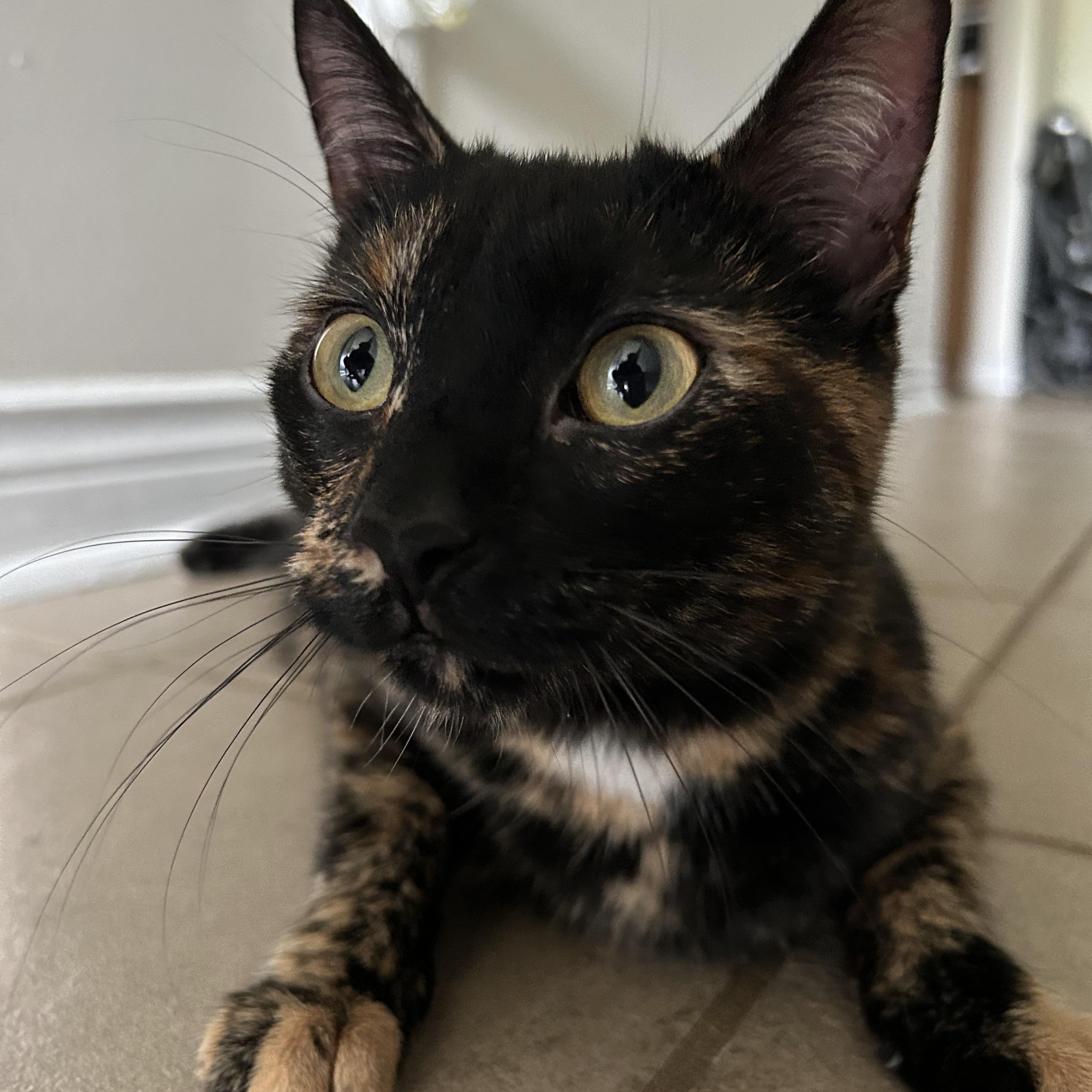 Monica & Rachel, a ADOPTABLE Domestic Short Hair in Trenton, ON image 6/6