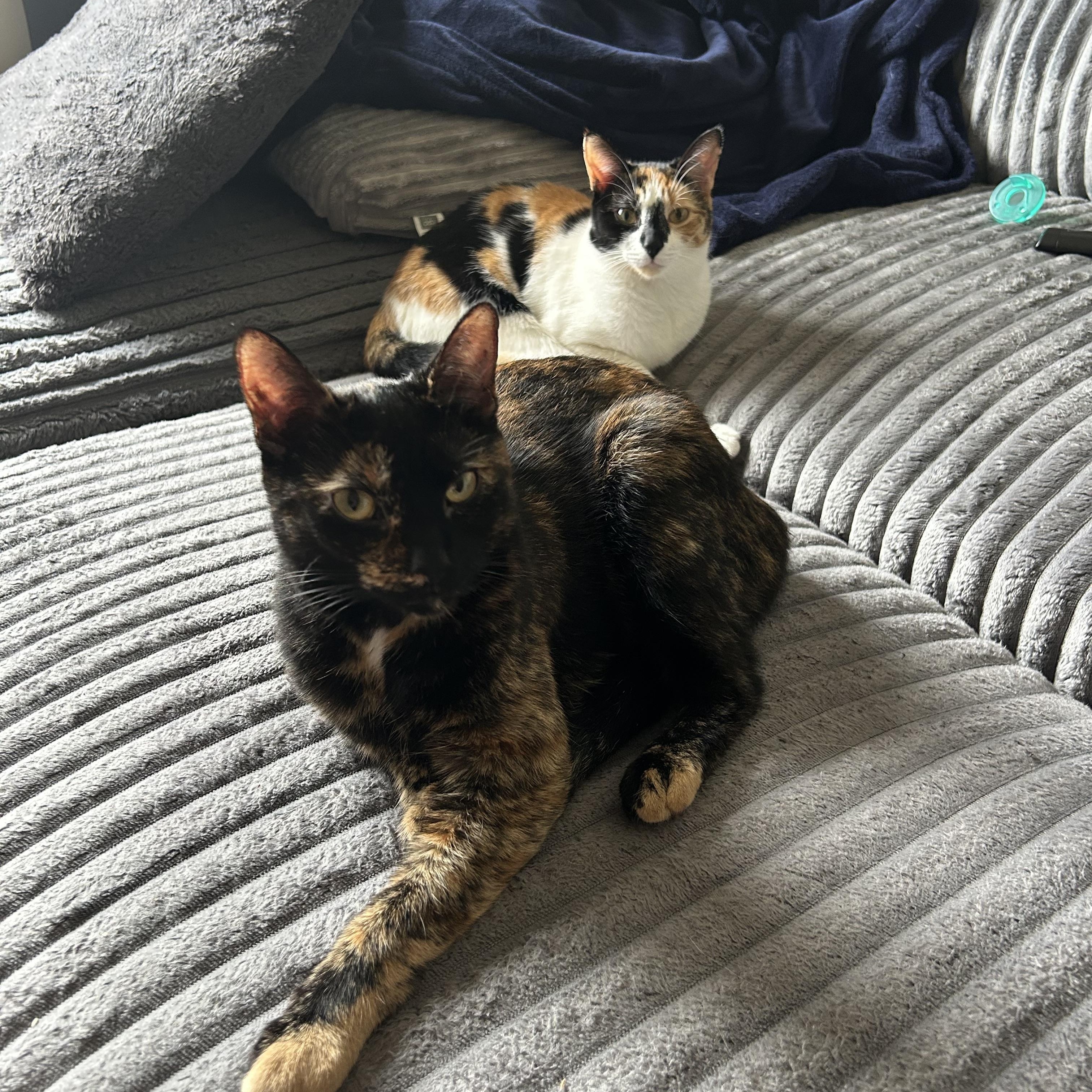 Monica & Rachel, a ADOPTABLE Domestic Short Hair in Trenton, ON image 1/6