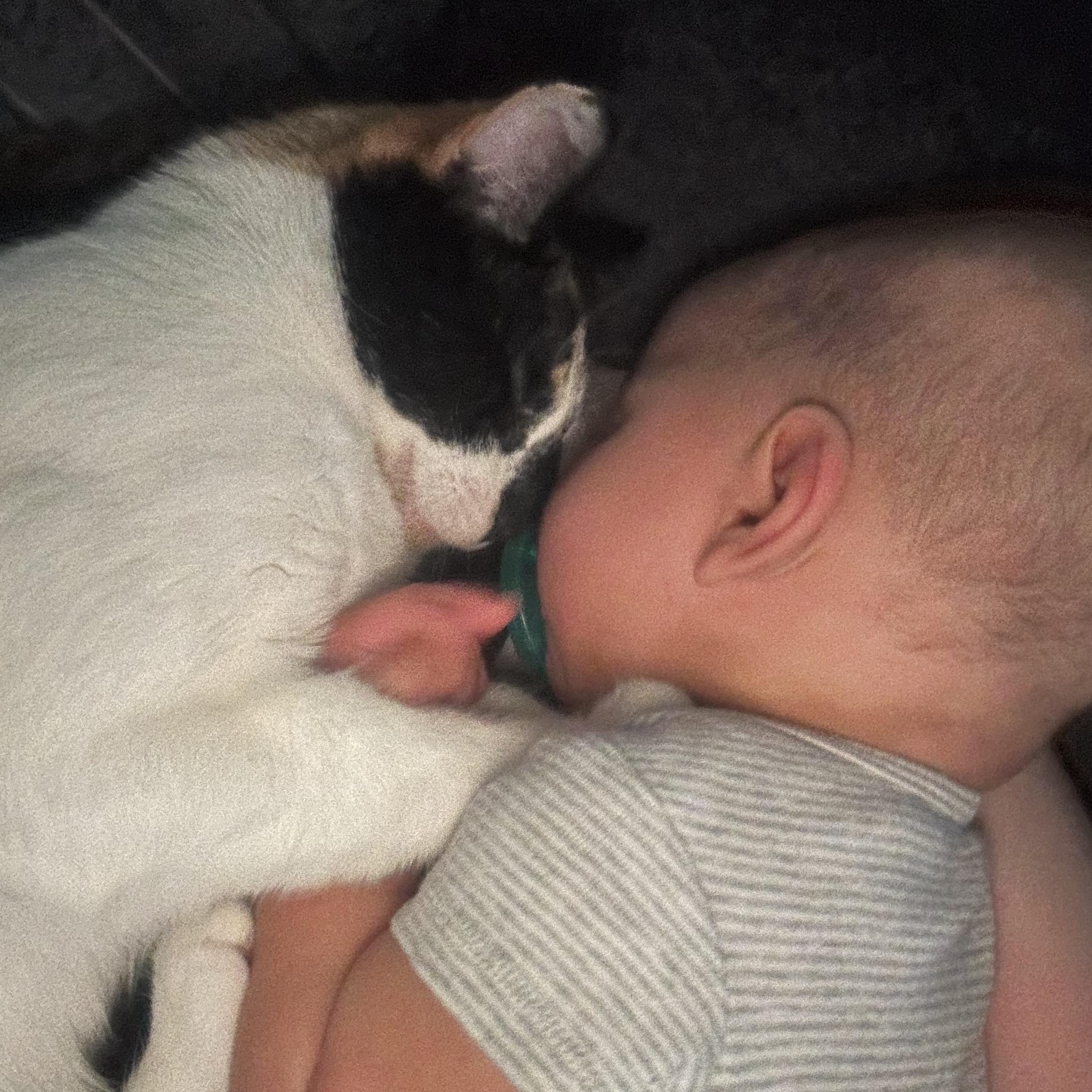 Monica & Rachel, a ADOPTABLE Domestic Short Hair in Trenton, ON image 5/6